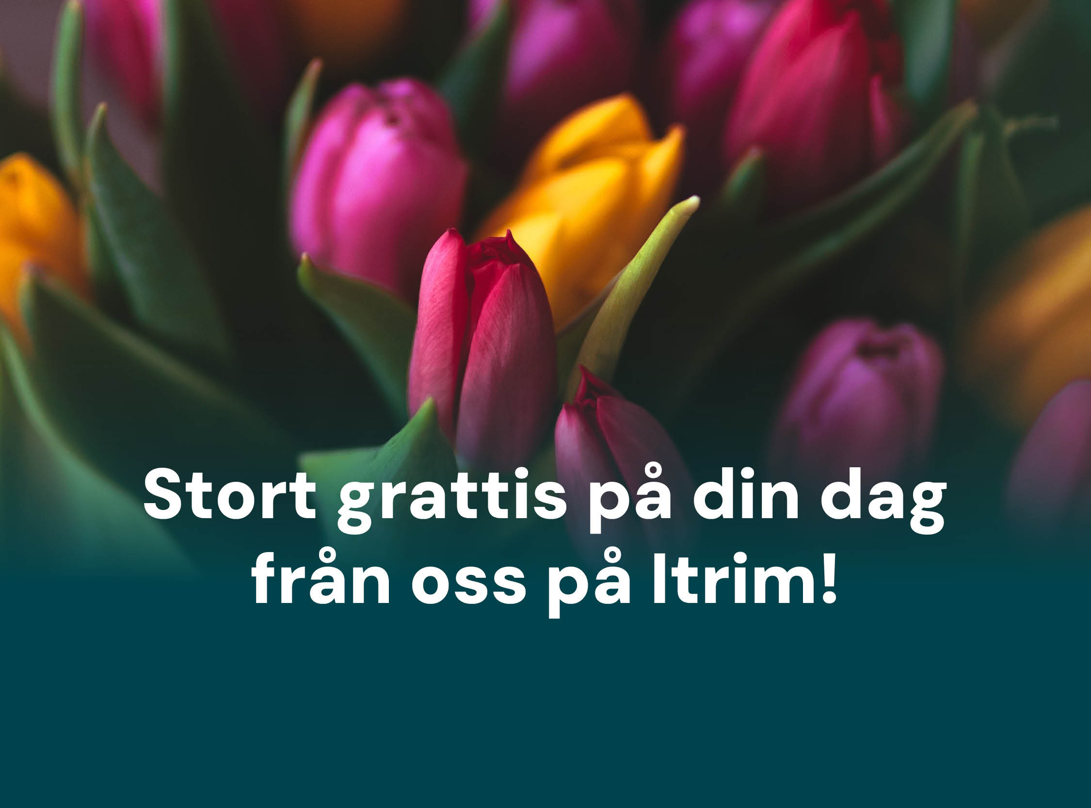 Tulpaner och grattishälsning